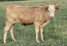 Torch 22 Heifer