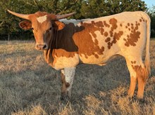 Fox Trot 24 Heifer