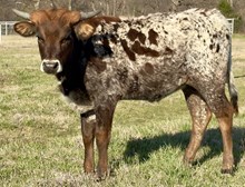 Foxy 25 Heifer 