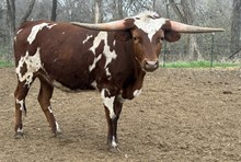 M7 Queen Mermaid  💯