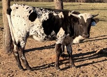 J & T's Cookies over Cream