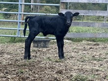 Barbless heifer