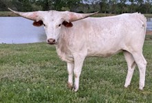 Lox 23 Heifer 
