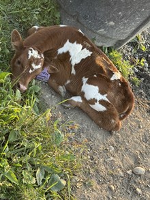 RTG Chenango Cactus Cowgirl