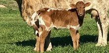 RJF TEXAS REBEL X ILLINI Q B-B  TAG 307