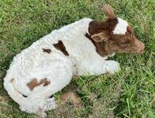 RJF TEXAS REBEL X RJF MVP COWGIRL Tag 315