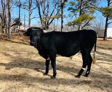 Tolar's Whiskey Glasses