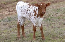 GVR Calamity Jane