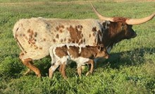 RJF TEXAS REBEL X RJF AWESOME ATTRACTION TAG 309